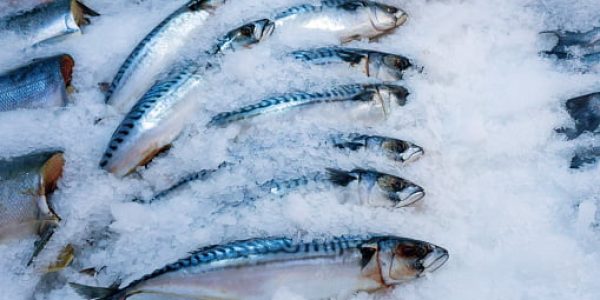 fresh mackerel tuna fishes on ice flake in a super market